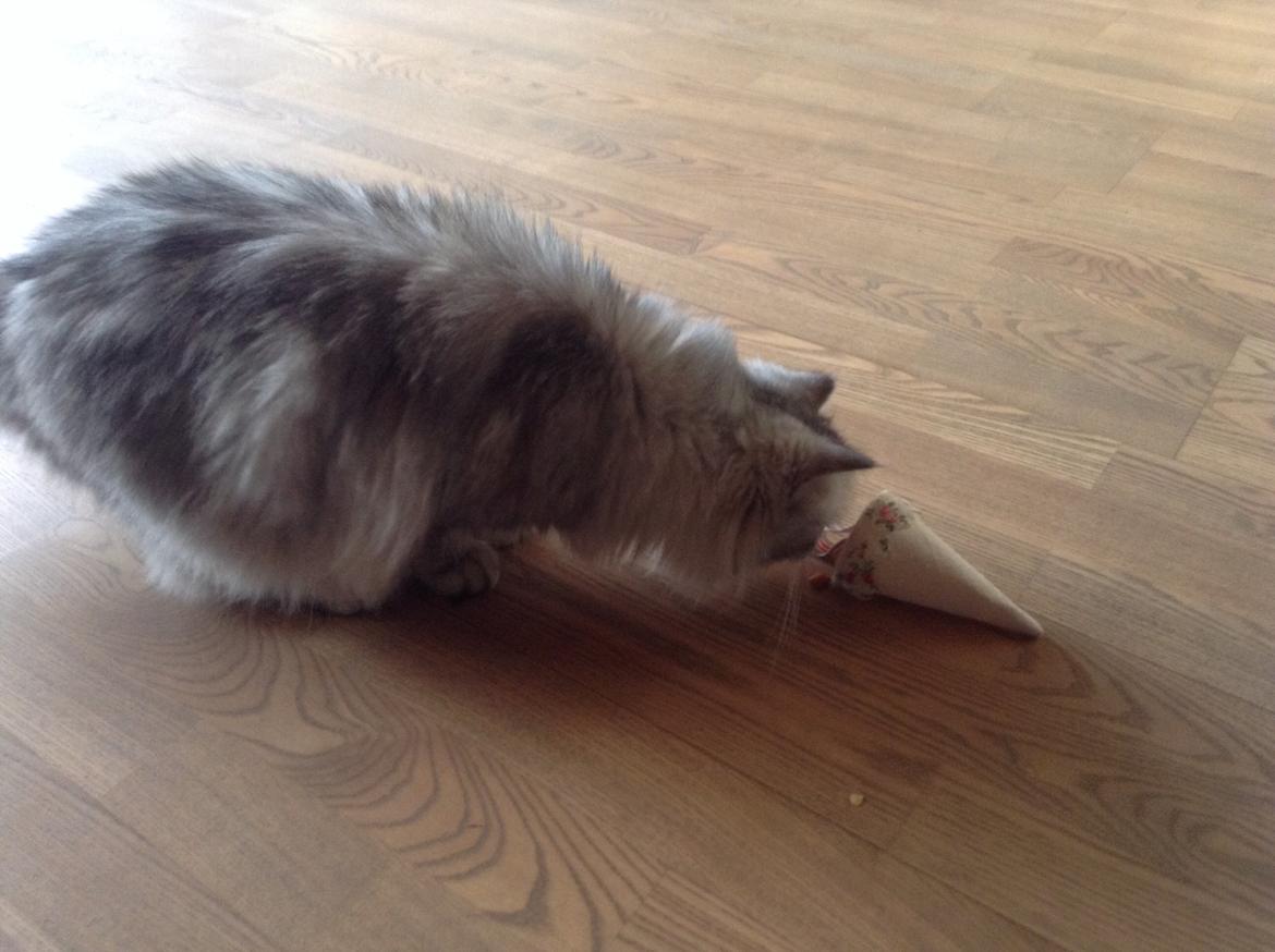 Blanding af racer Adelle billede 16