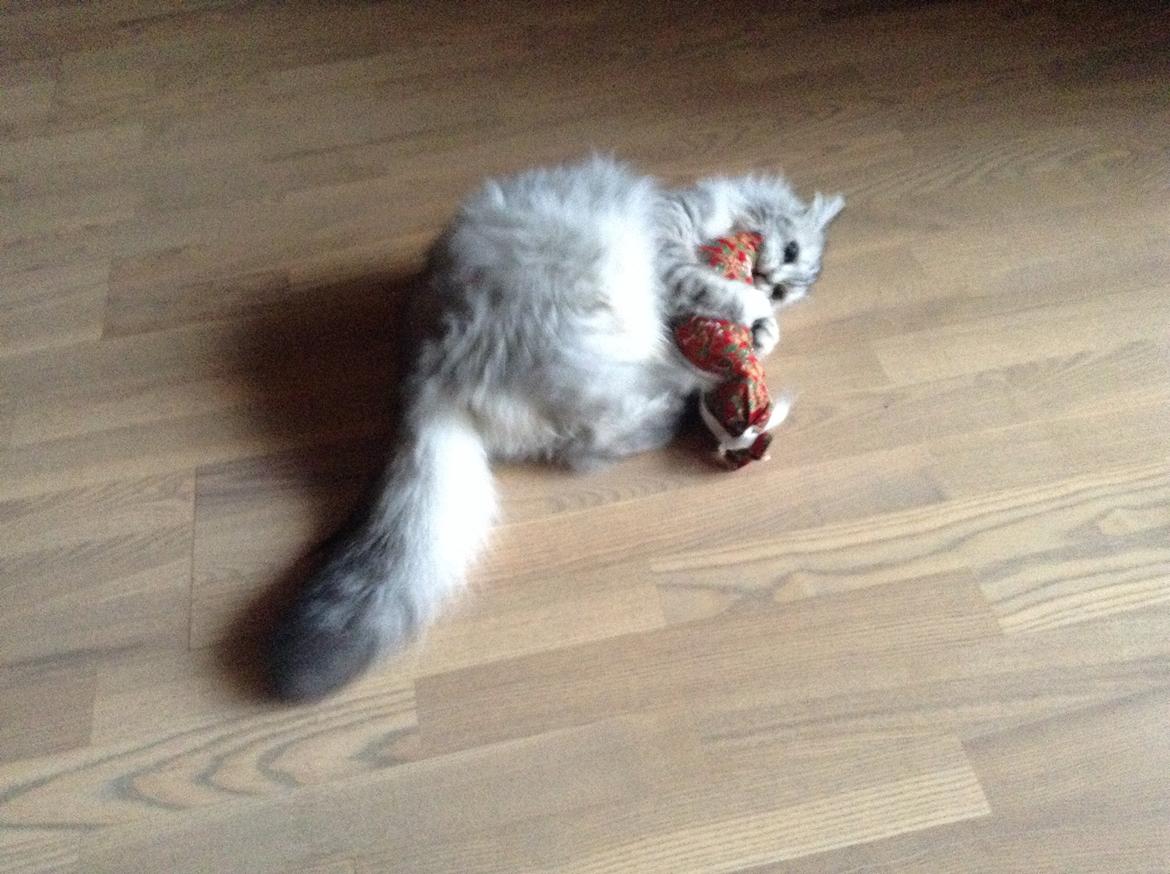 Blanding af racer Adelle billede 17