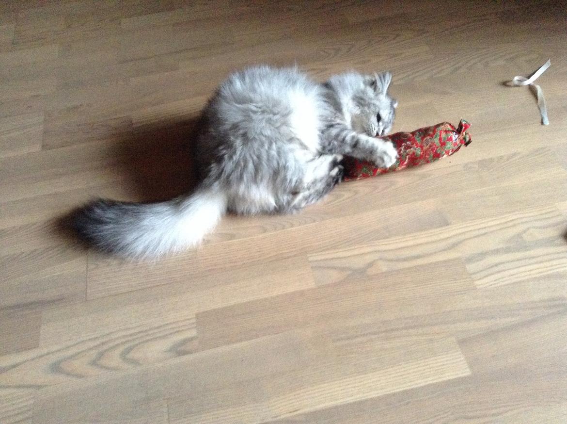 Blanding af racer Adelle billede 18