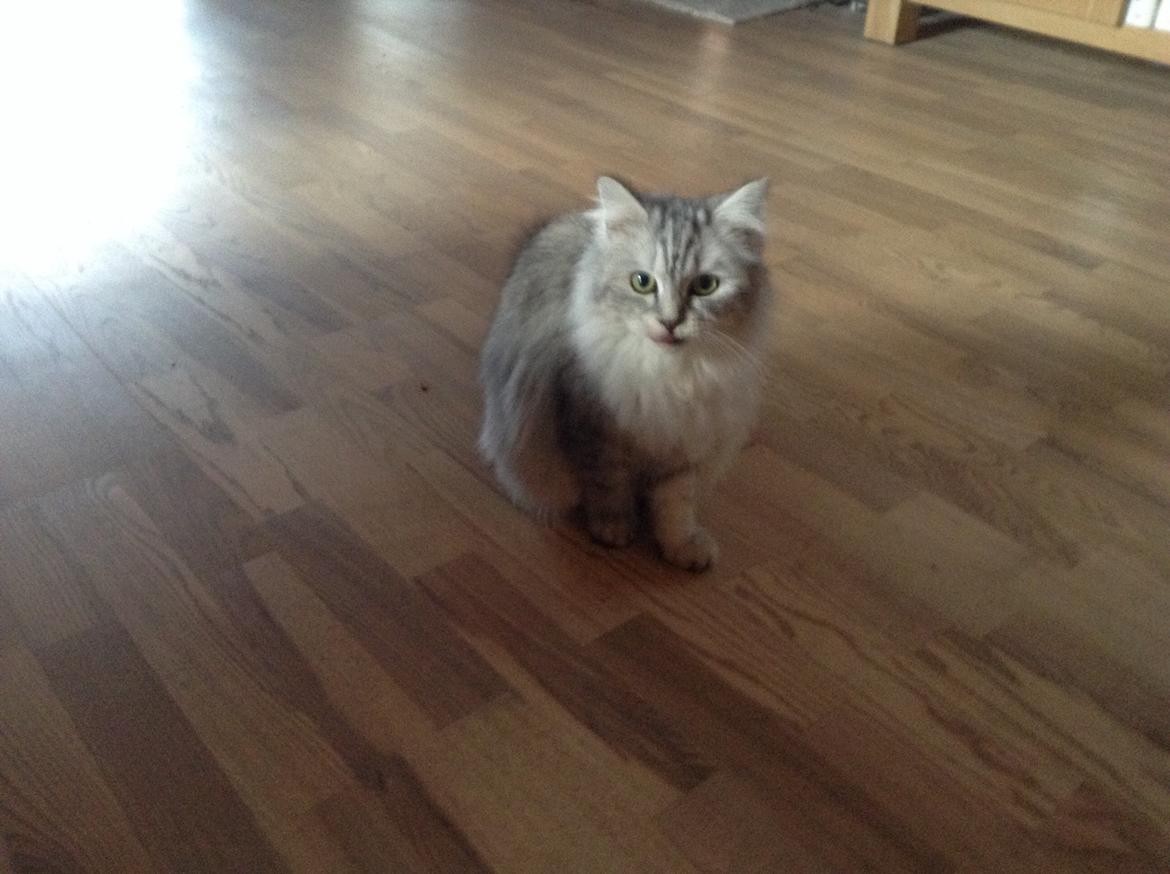 Blanding af racer Adelle billede 19