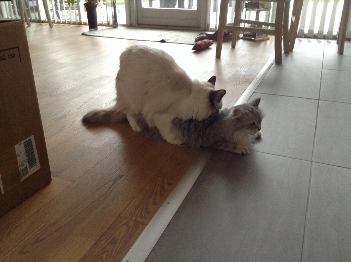 Blanding af racer Adelle billede 20