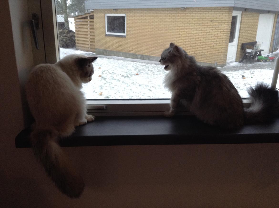 Blanding af racer Adelle billede 21