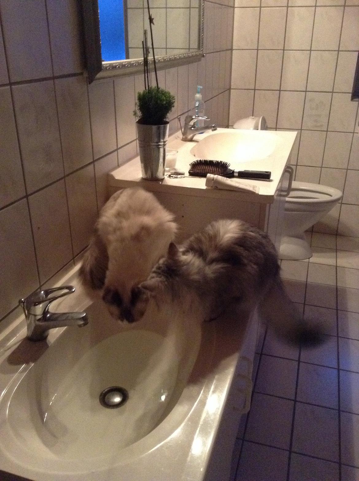 Blanding af racer Adelle billede 22