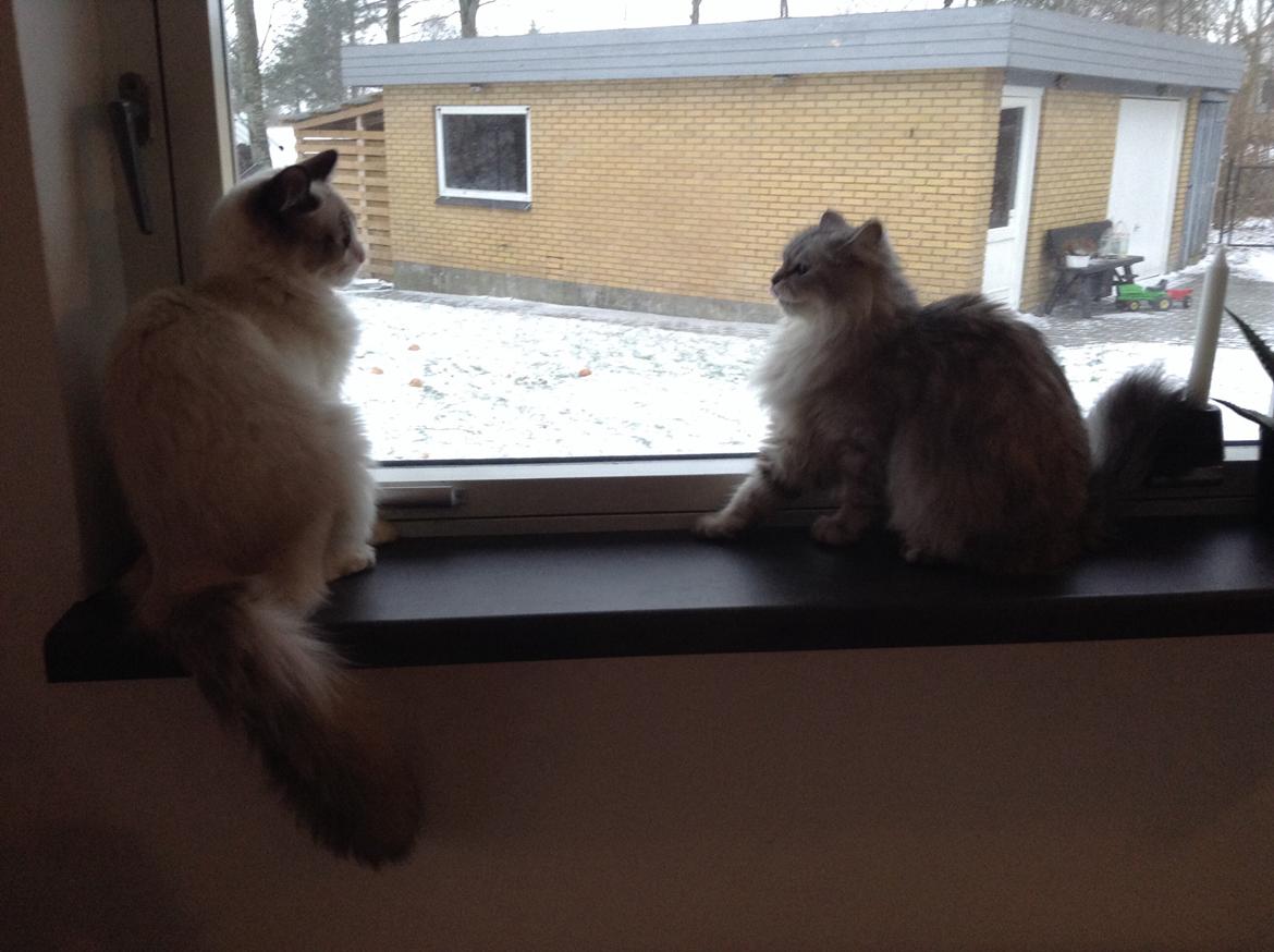 Blanding af racer Adelle billede 23