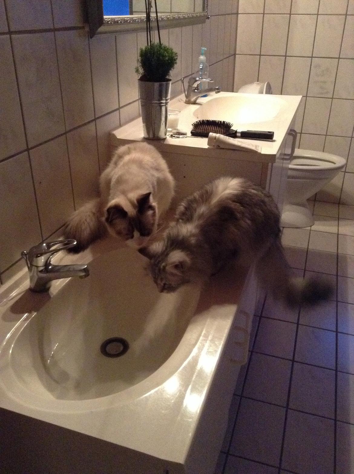 Blanding af racer Adelle billede 24