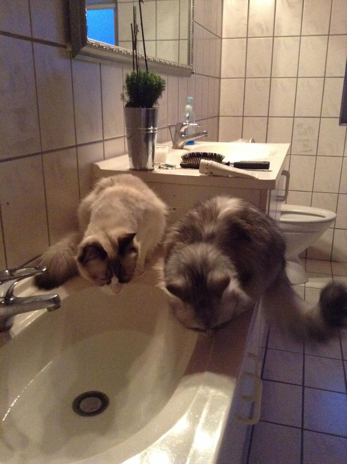 Blanding af racer Adelle billede 25