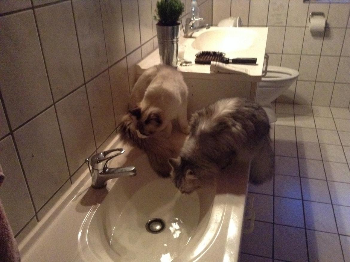 Blanding af racer Adelle billede 26