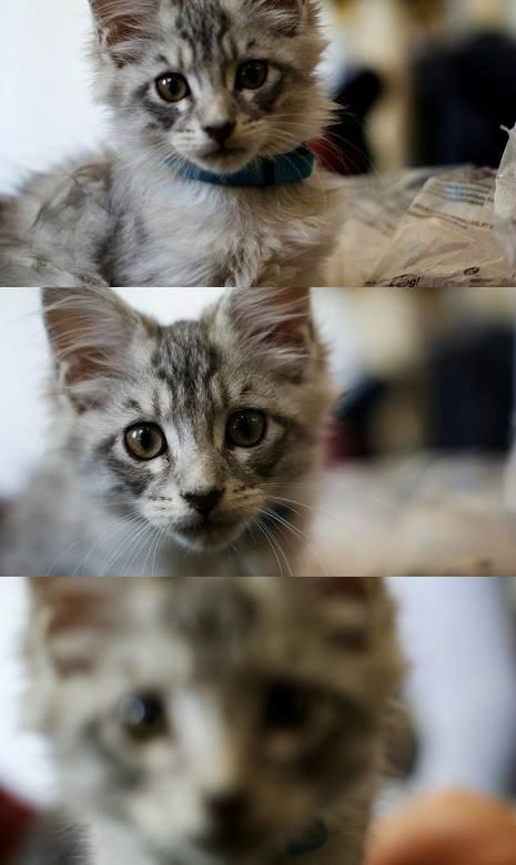 Maine Coon Django billede 15