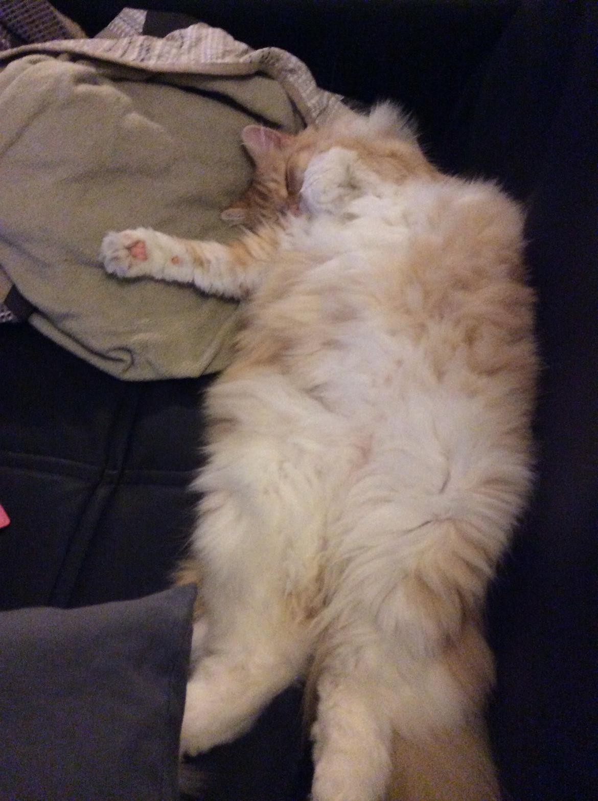 Blanding af racer Pjuske billede 26