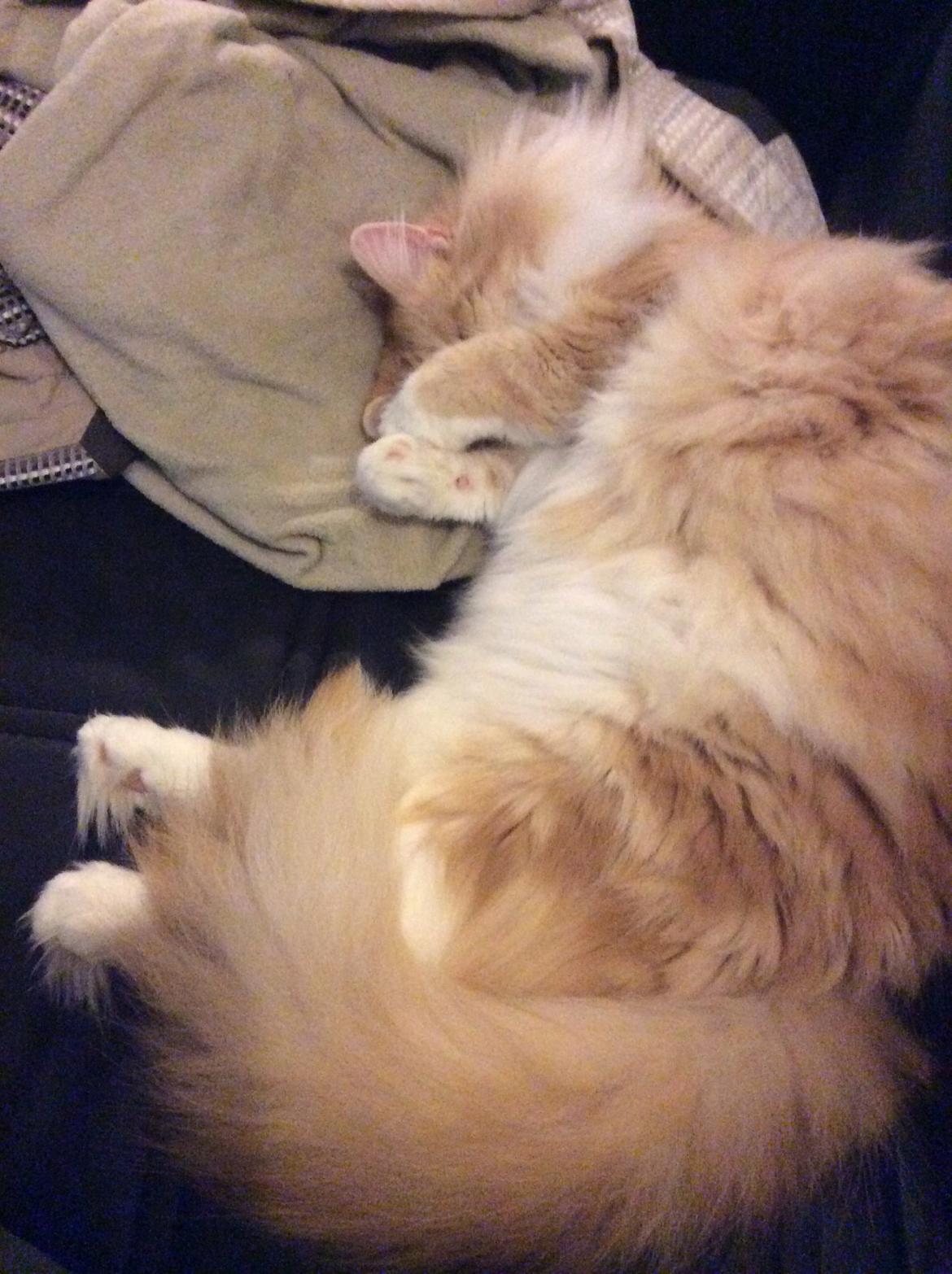 Blanding af racer Pjuske billede 25