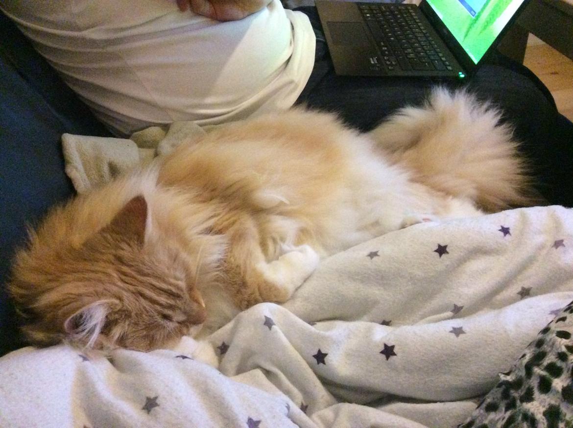 Blanding af racer Pjuske billede 27