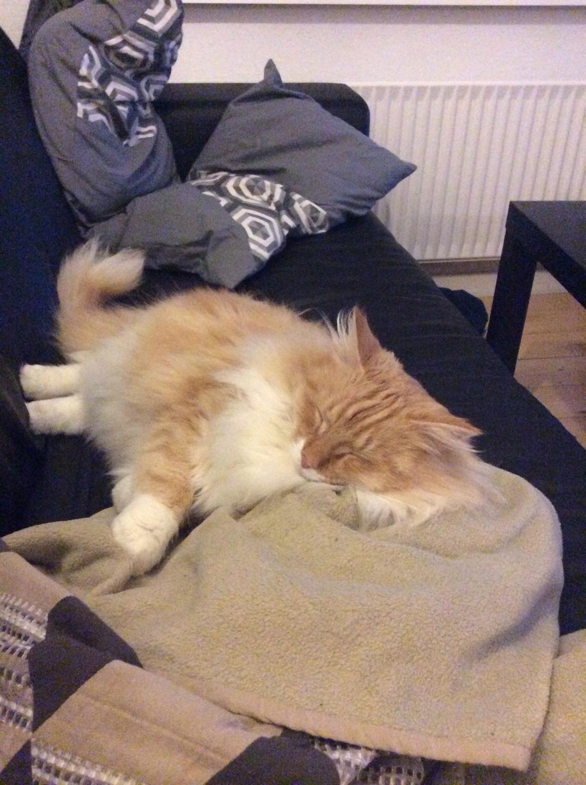 Blanding af racer Pjuske billede 28