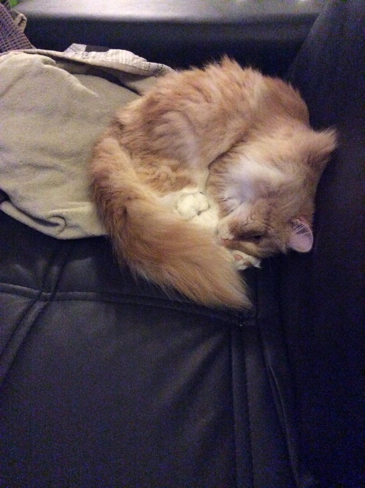 Blanding af racer Pjuske billede 29