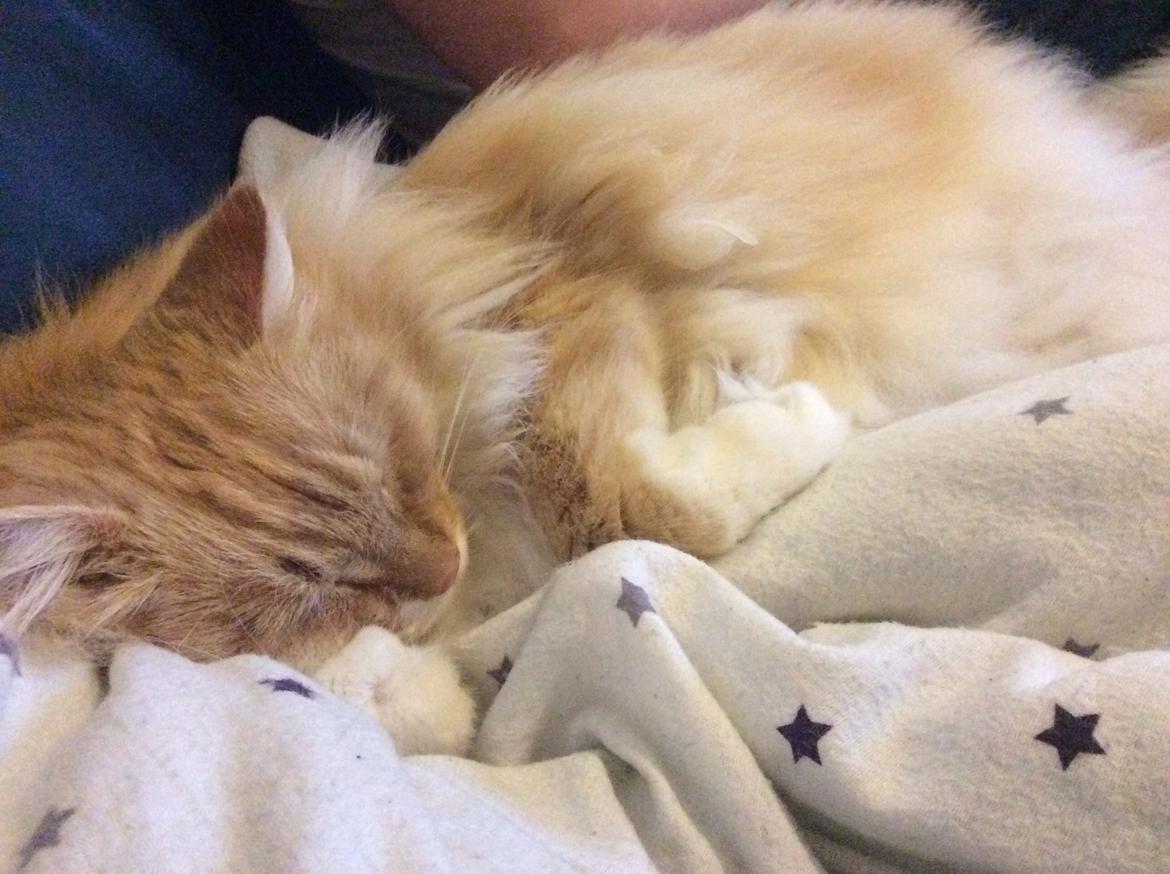 Blanding af racer Pjuske billede 30