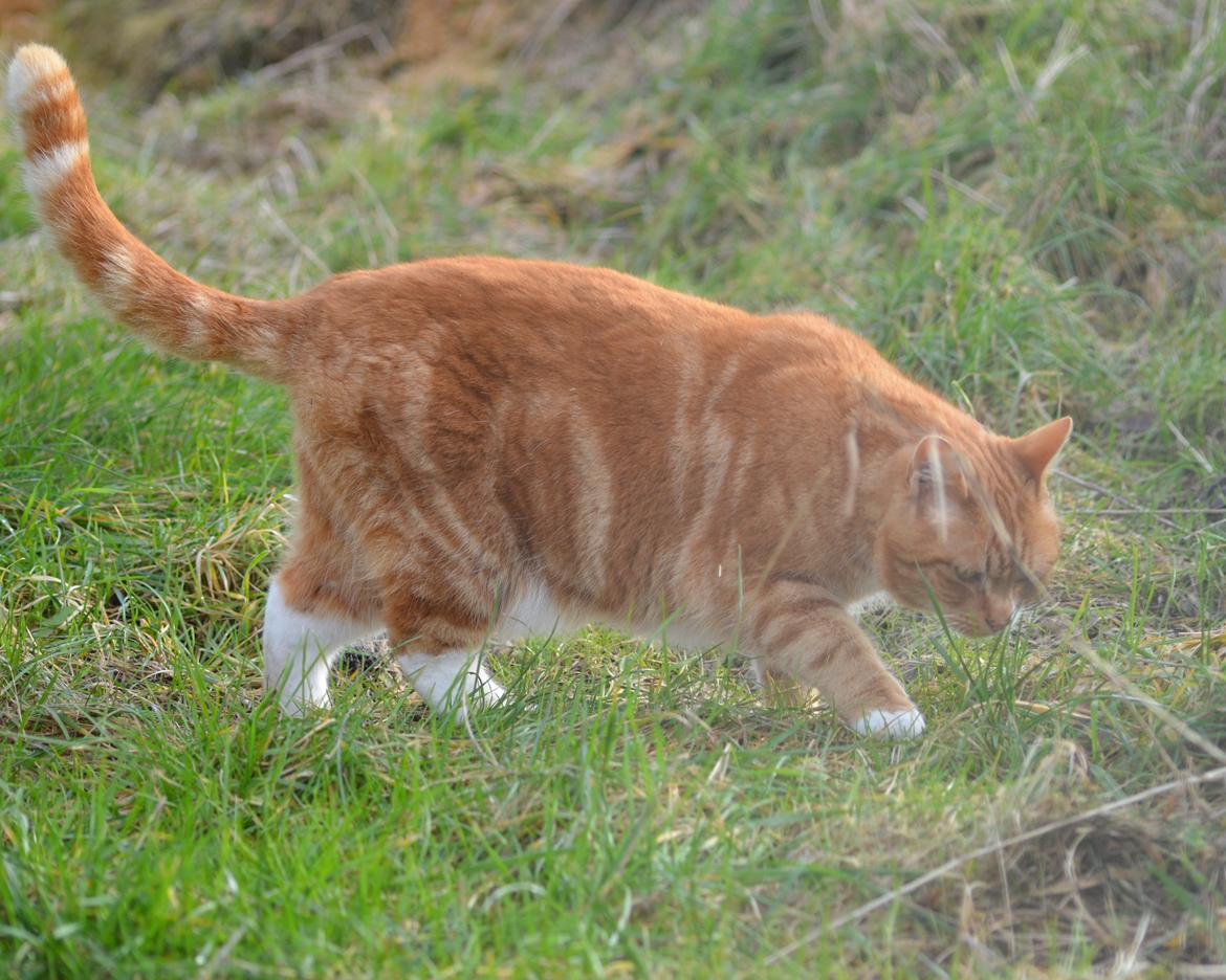 Blanding af racer Rommy (Romse) billede 11