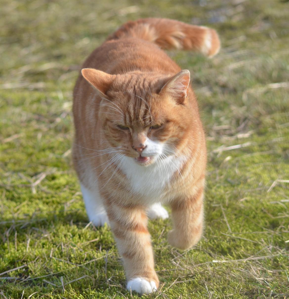 Blanding af racer Rommy (Romse) billede 10