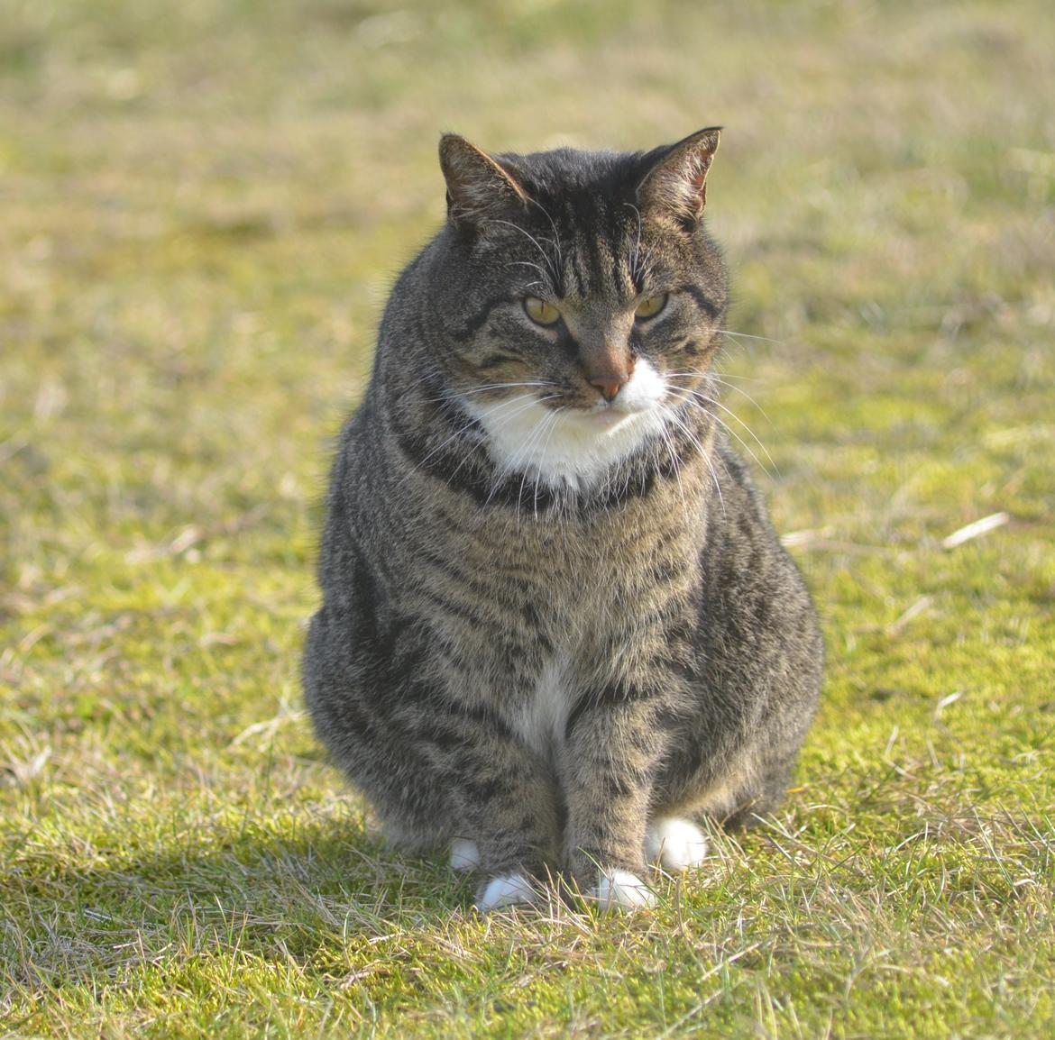 Huskat Anton billede 15