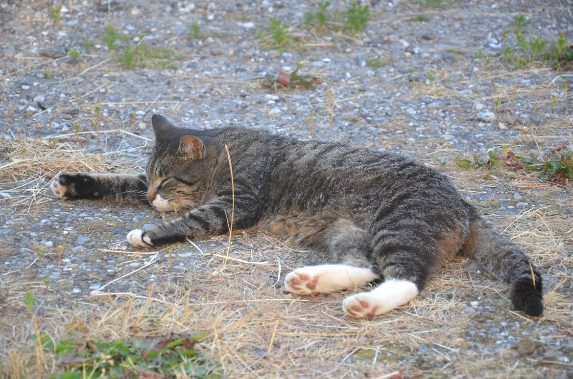 Huskat Anton billede 16