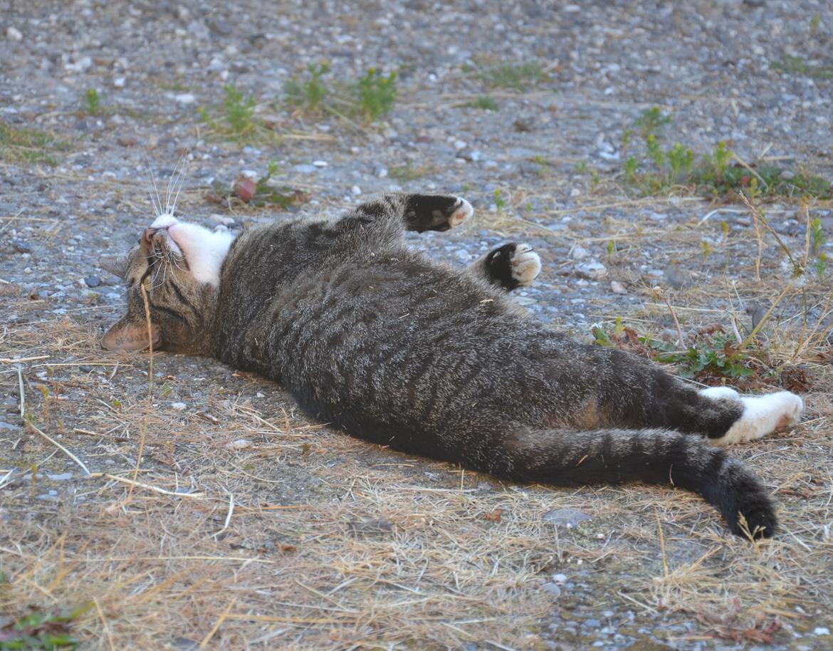 Huskat Anton billede 17