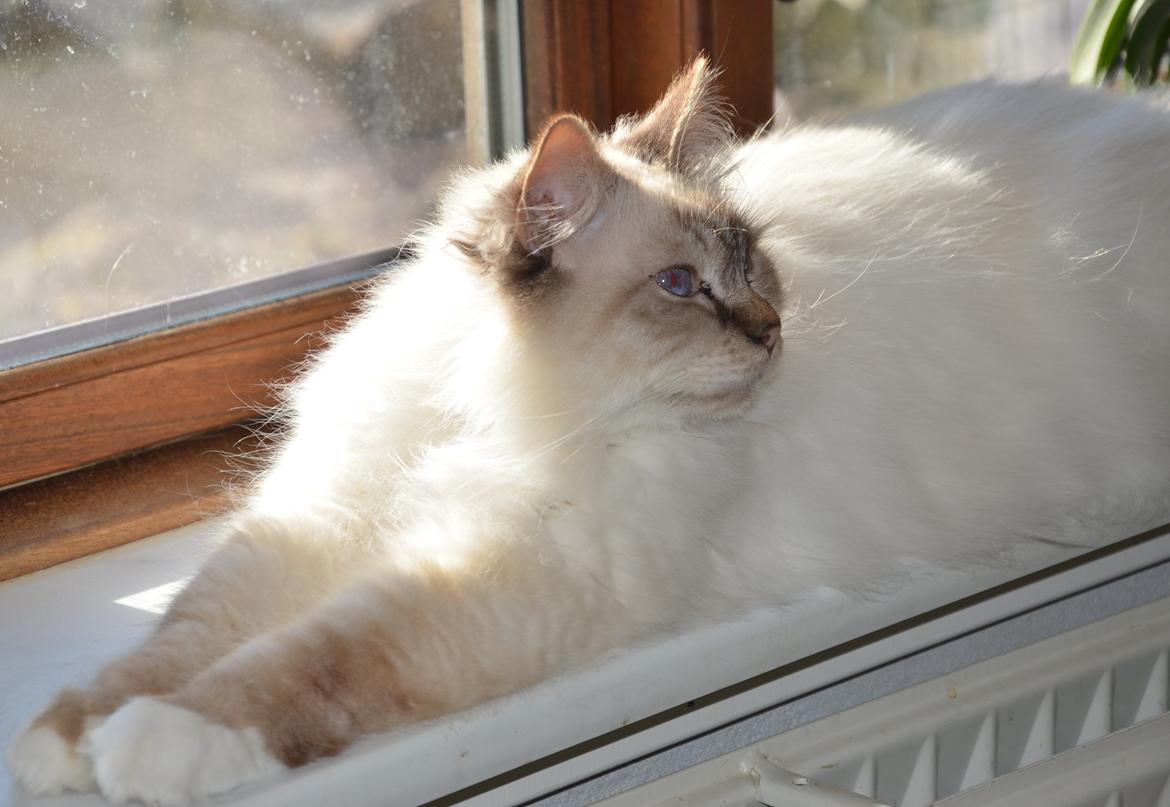 Hellig Birma Luke Skywalker billede 15