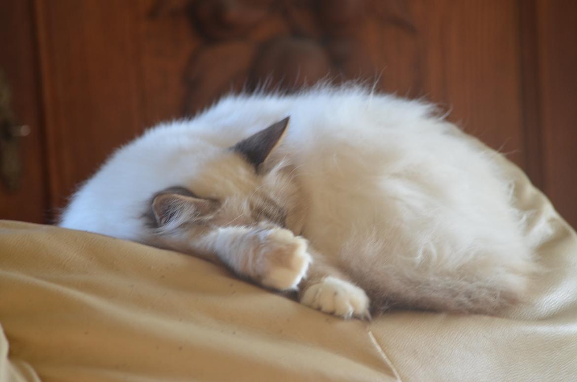 Hellig Birma Luke Skywalker billede 16