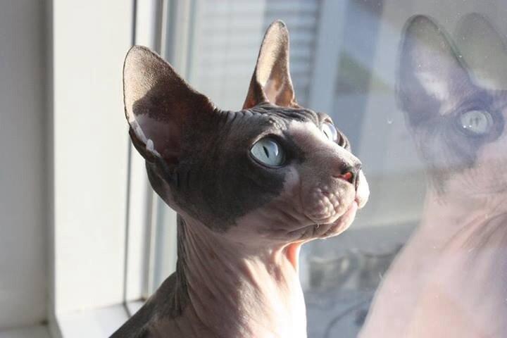 Sphynx Binkie billede 12