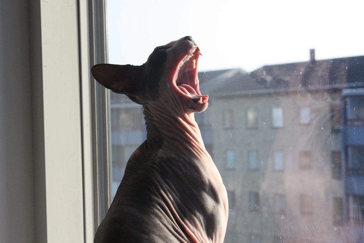 Sphynx Binkie billede 14