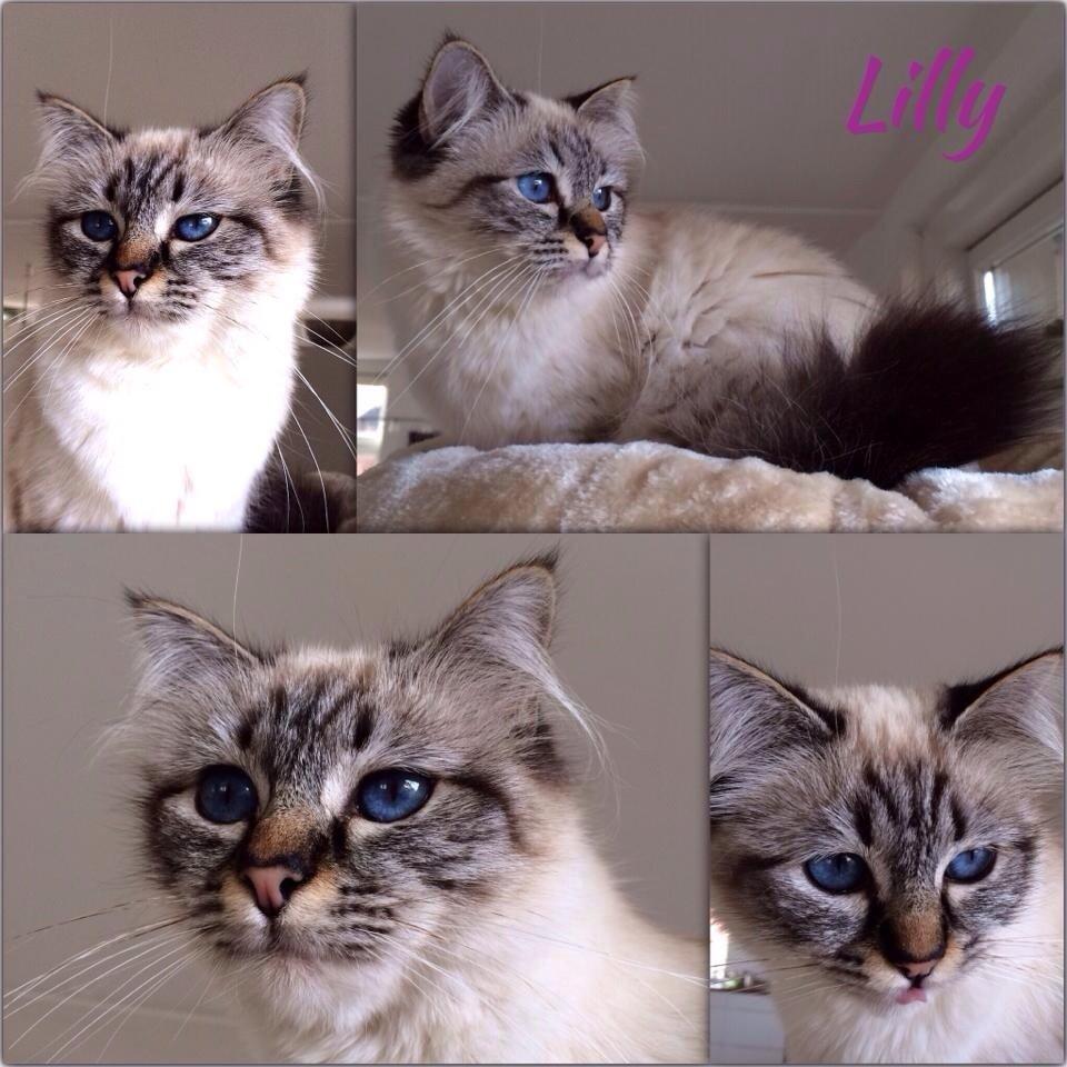 Hellig Birma Lilly (D´Lies Tommelise) billede 25