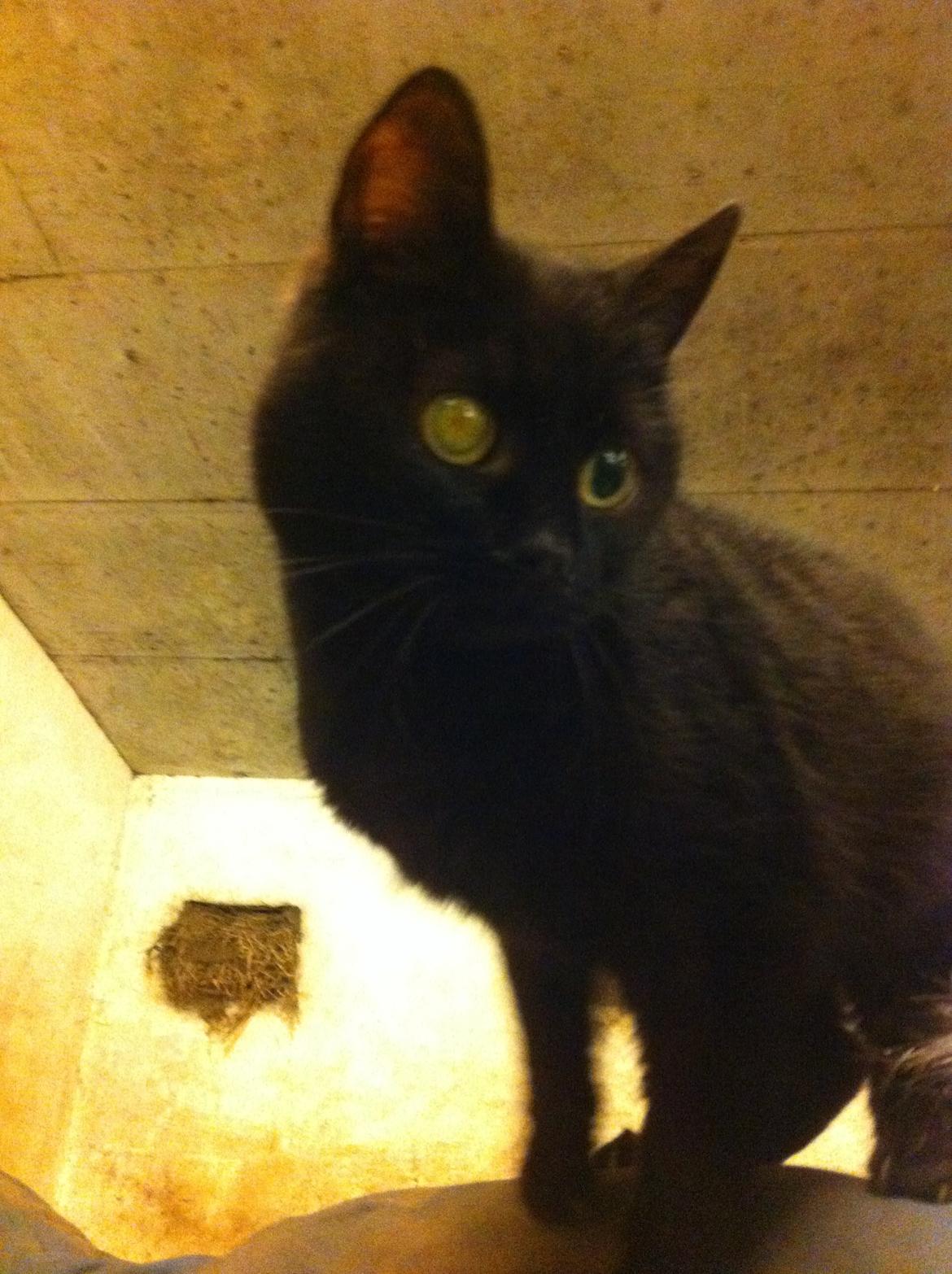 Huskat Sorti billede 13