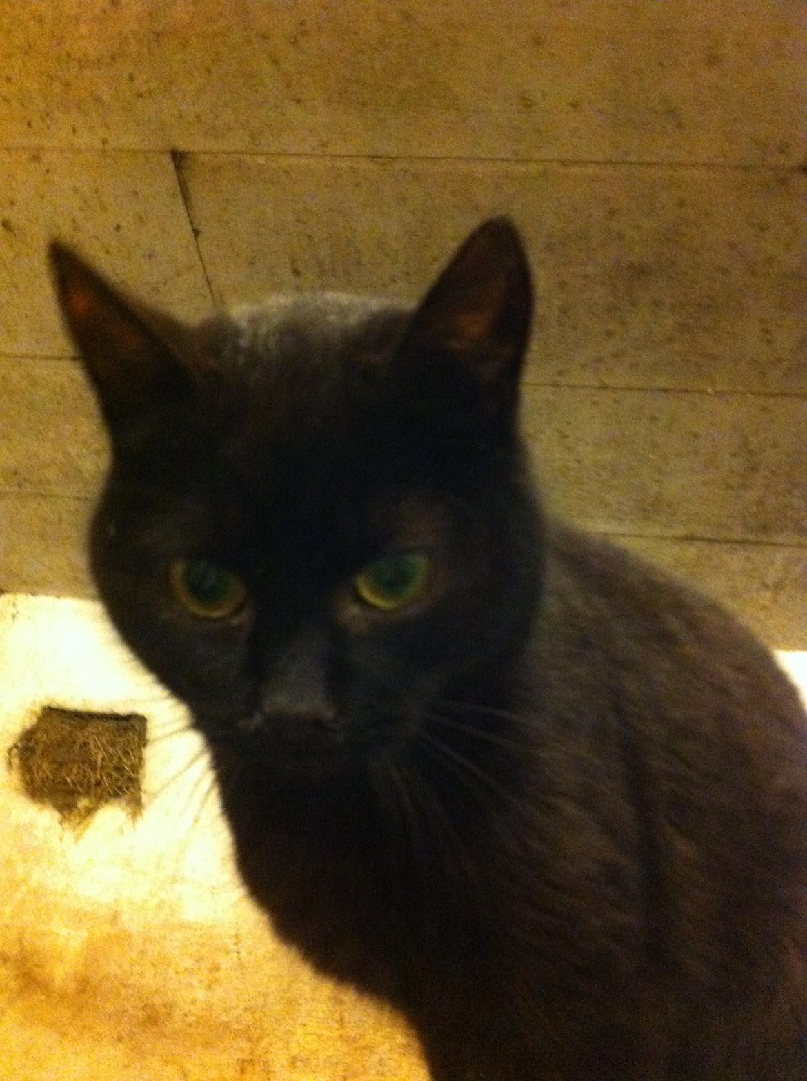 Huskat Sorti billede 14