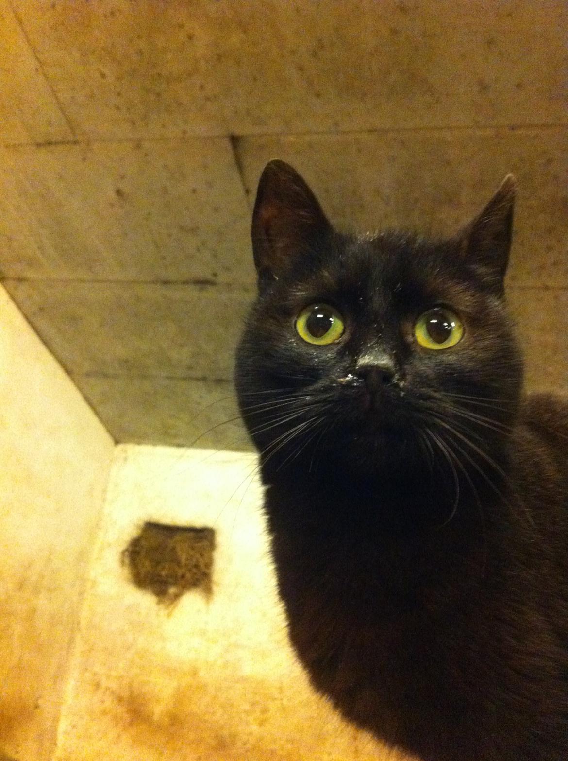 Huskat Sorti billede 15