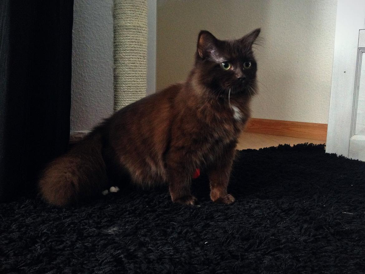 Blanding af racer ~ Cocio - 25.01.2014 billede 10