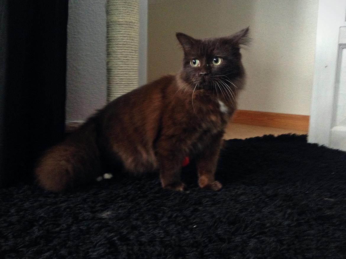 Blanding af racer ~ Cocio billede 11