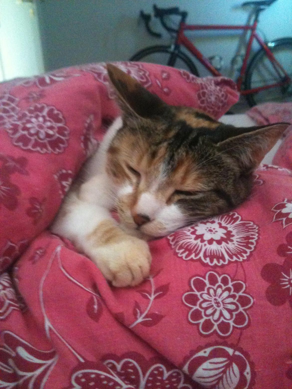 Huskat Duchees billede 12