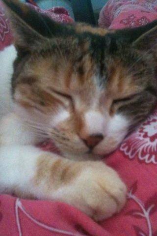 Huskat Duchees billede 15