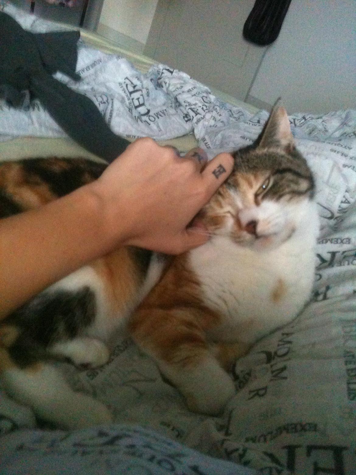 Huskat Duchees billede 16