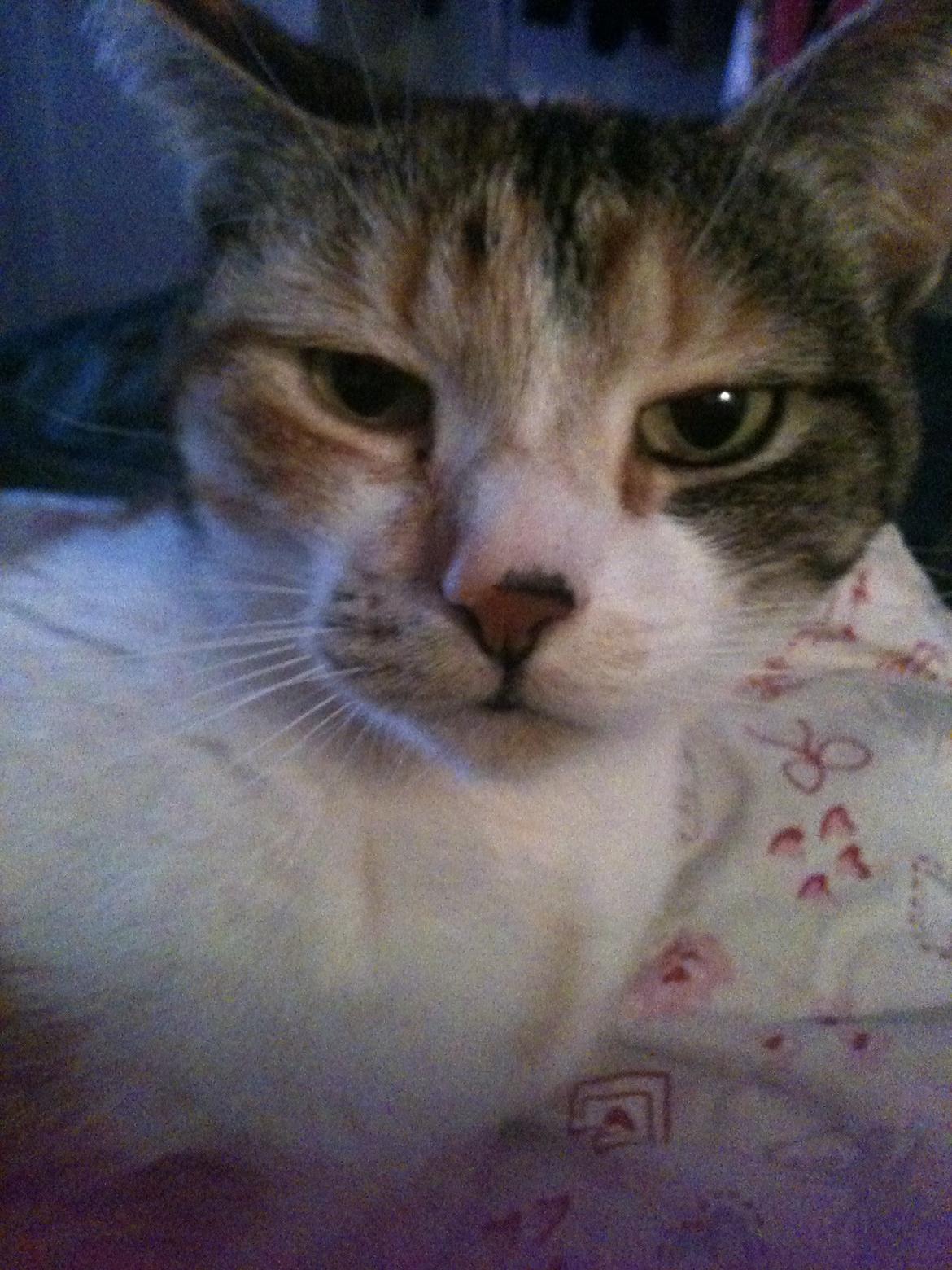 Huskat Duchees billede 18