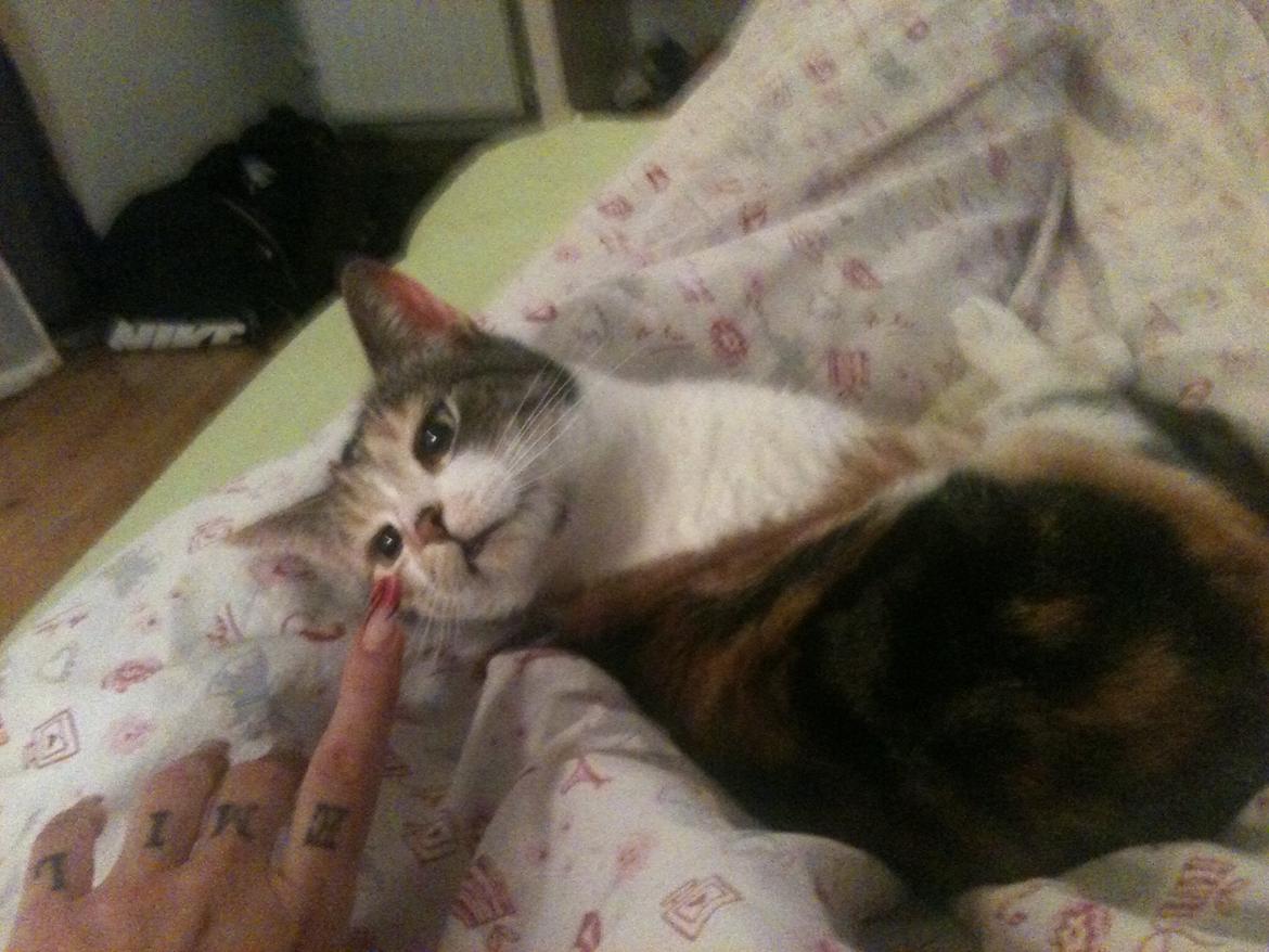 Huskat Duchees billede 19