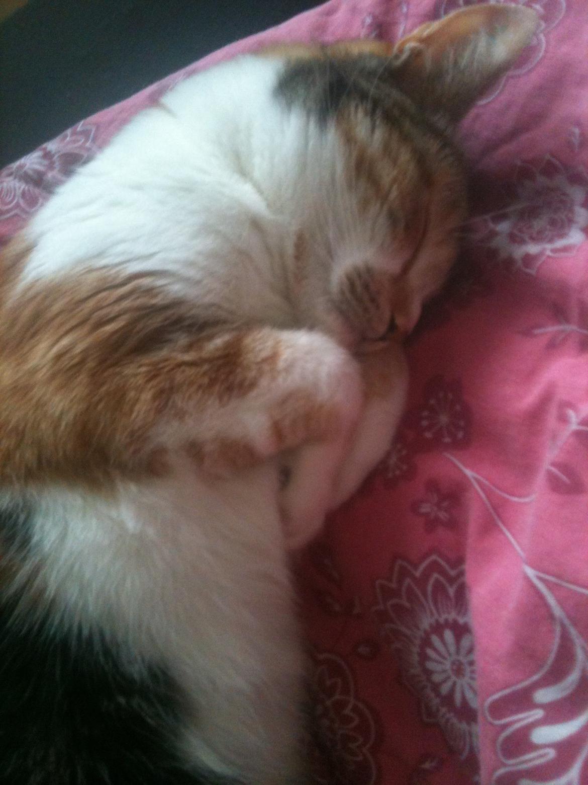 Huskat Duchees billede 20