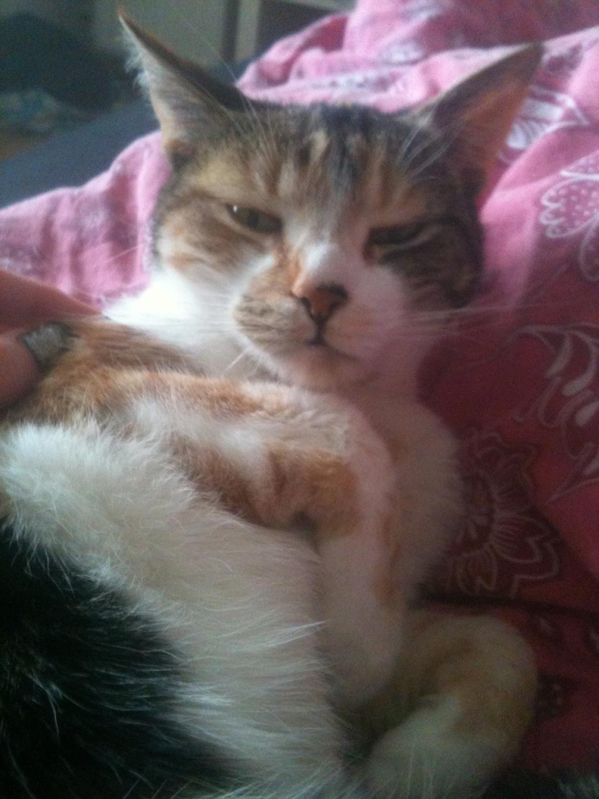 Huskat Duchees billede 21