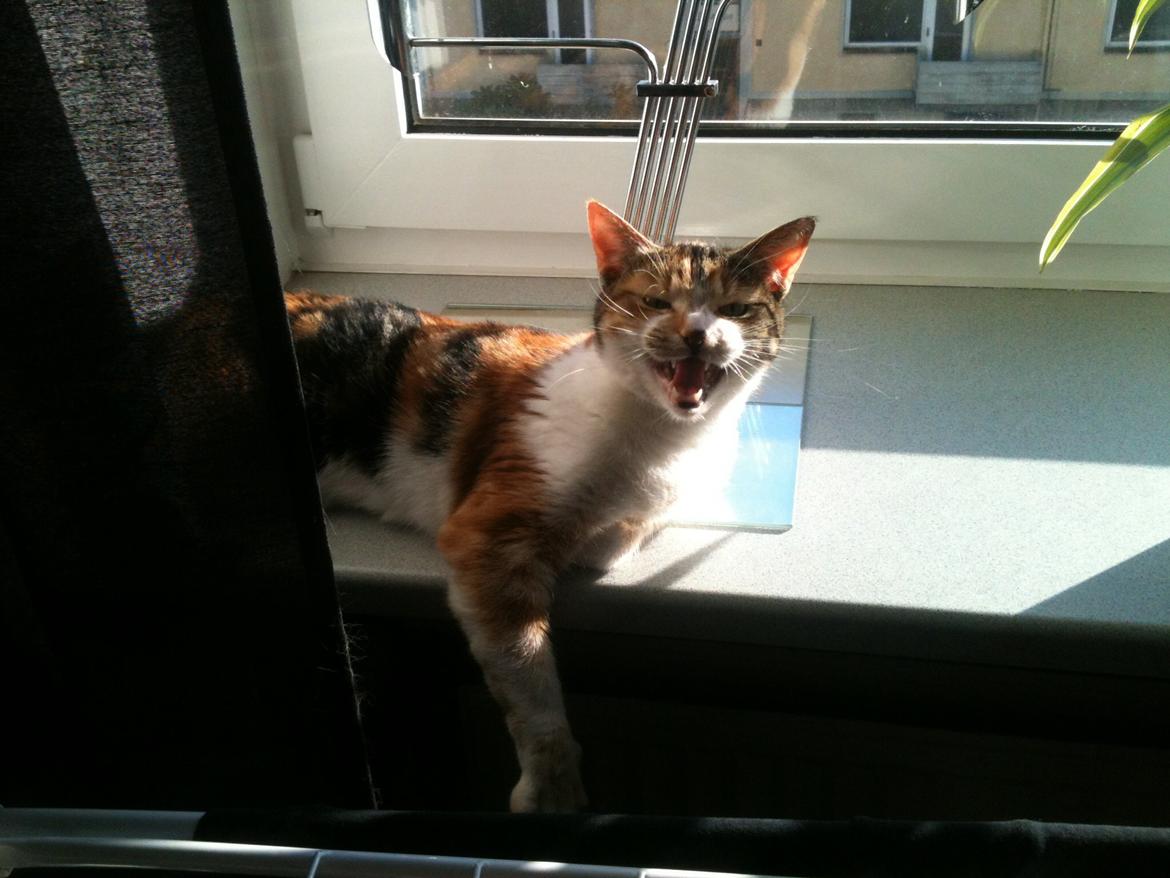 Huskat Duchees billede 22