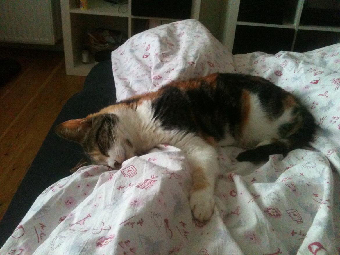 Huskat Duchees billede 23