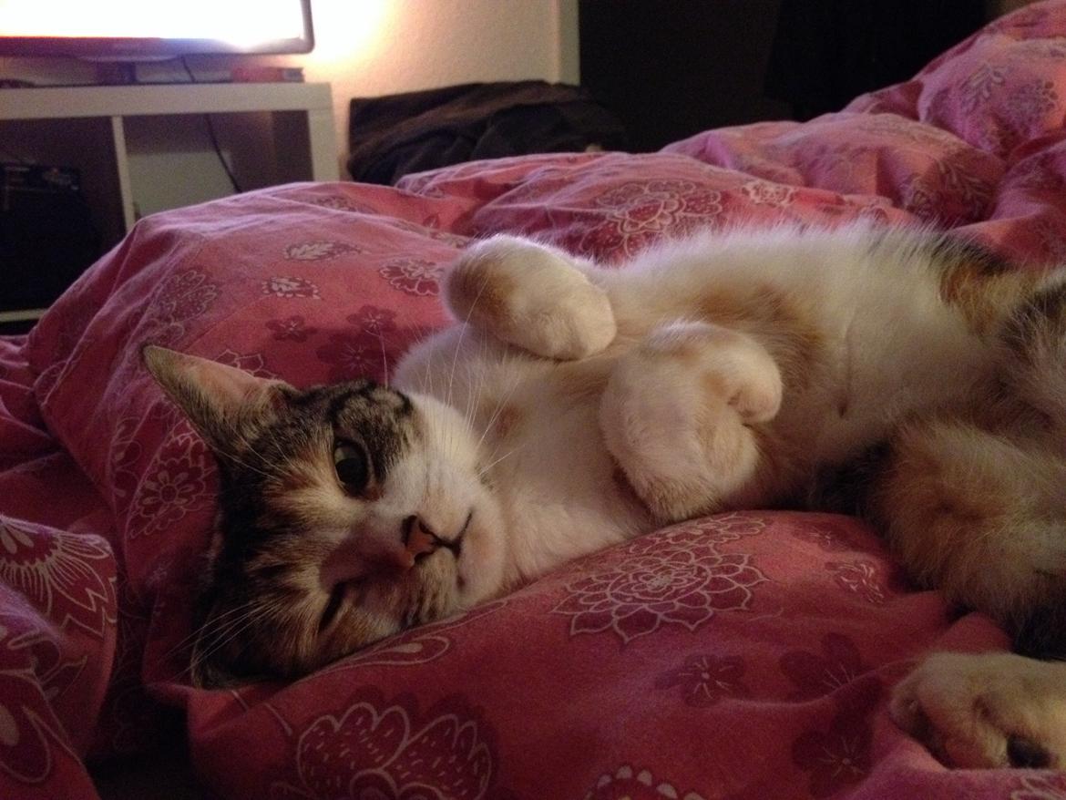 Huskat Duchees billede 24