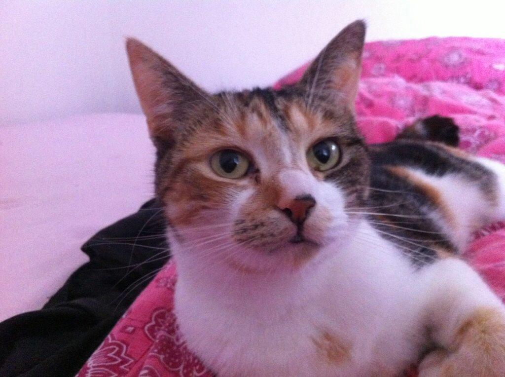 Huskat Duchees billede 32