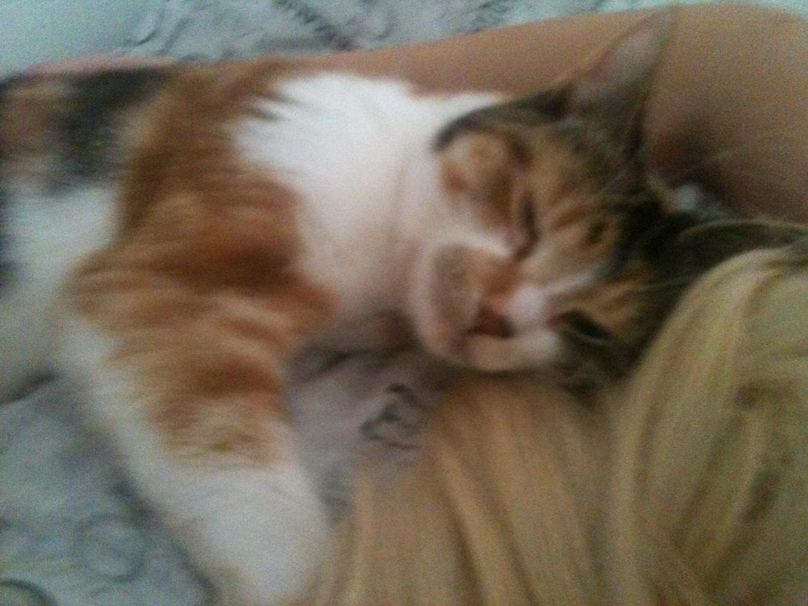 Huskat Duchees billede 33