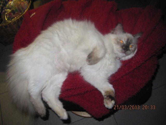 Hellig Birma Cookie billede 1