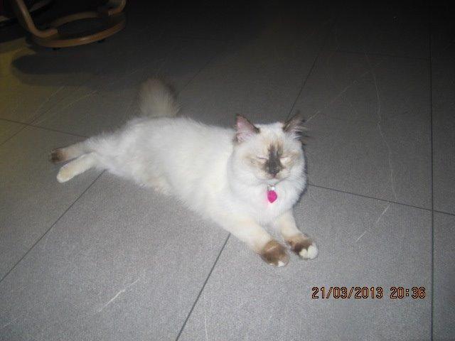 Hellig Birma Cookie billede 2