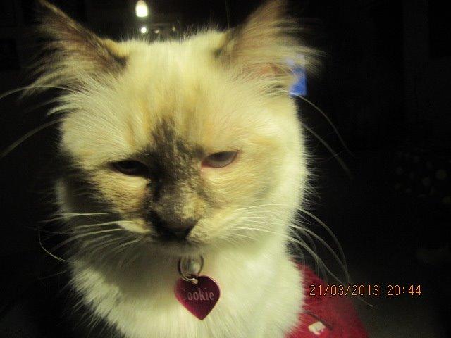 Hellig Birma Cookie billede 3