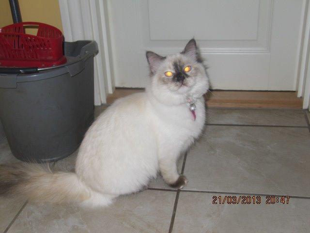 Hellig Birma Cookie billede 4