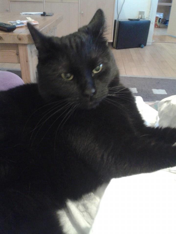 Huskat Basse billede 1